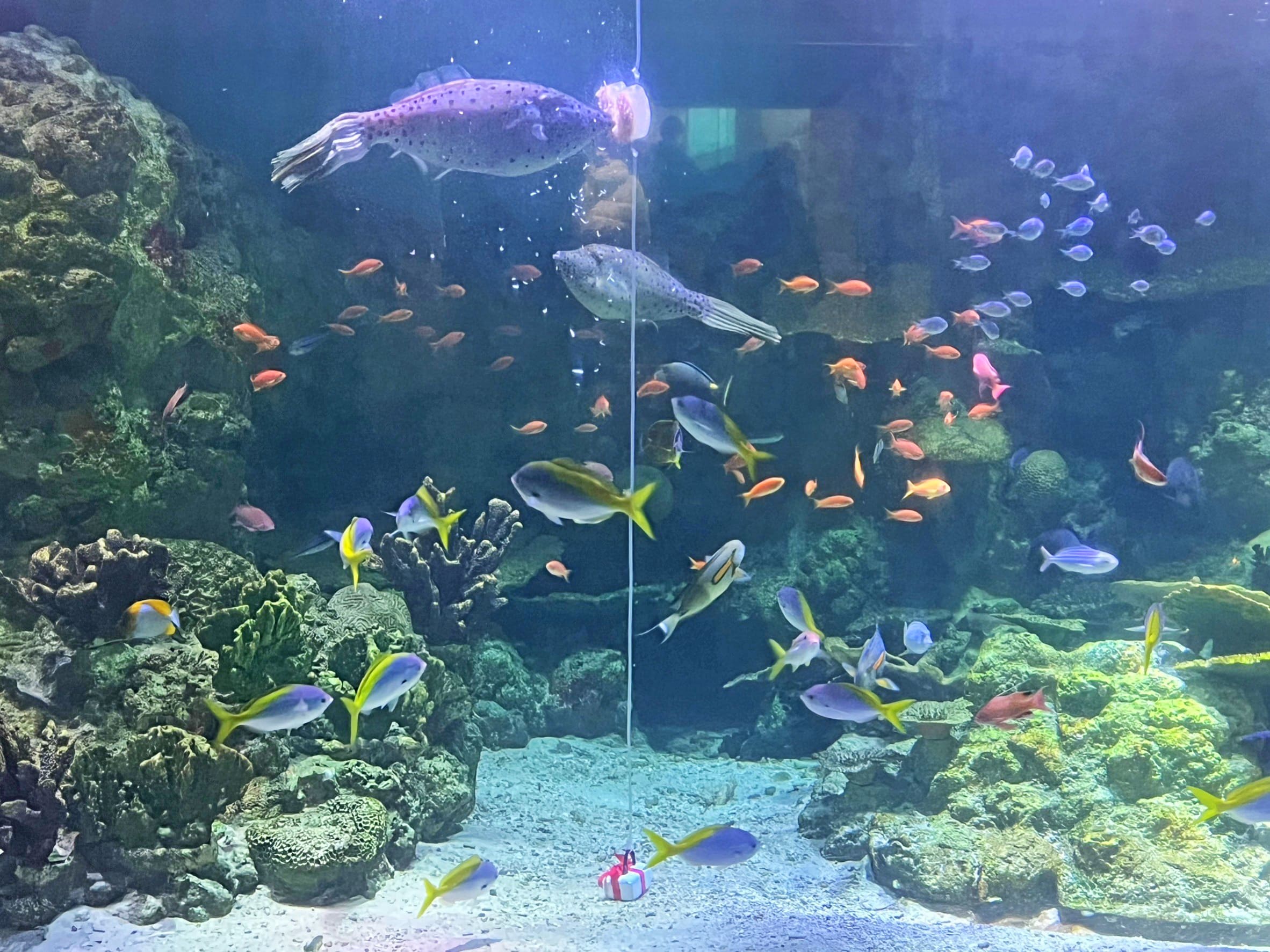 2505seapara_amagichou