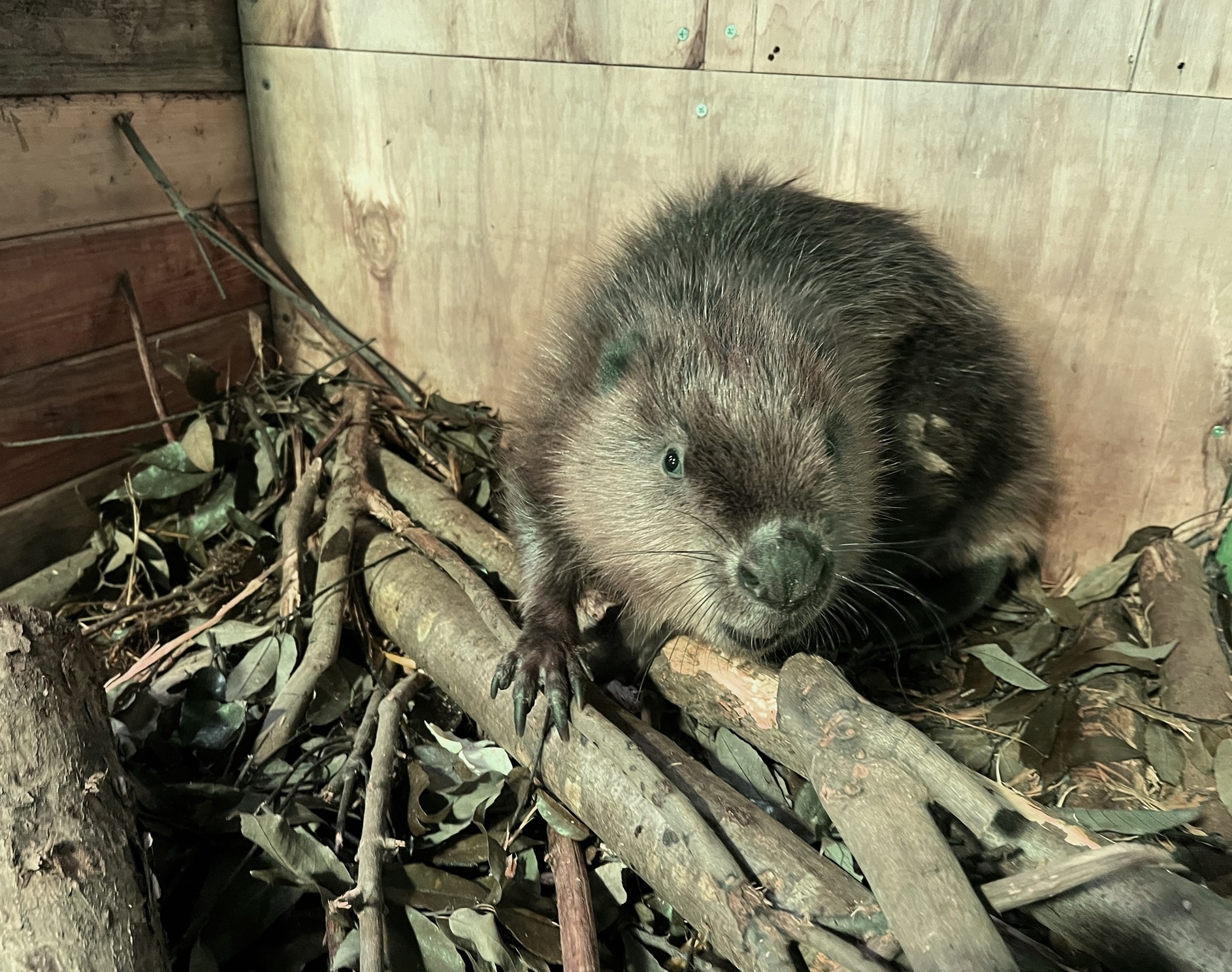 アメリカビーバー