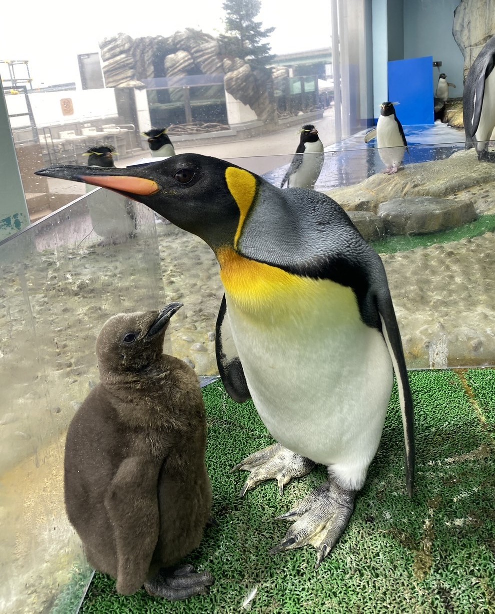 20251014_ousamahina_top