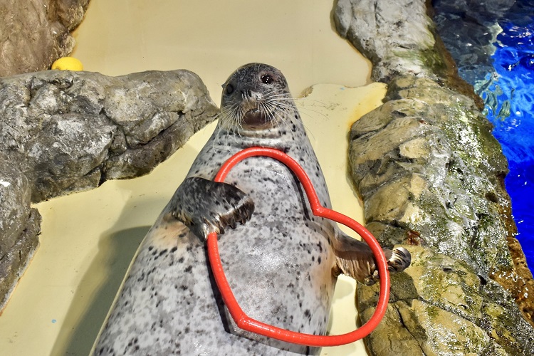 ■アザラシ(軽)